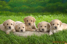 寶寶貝貝 寵物服務店鋪裝修與產品圖片全解析